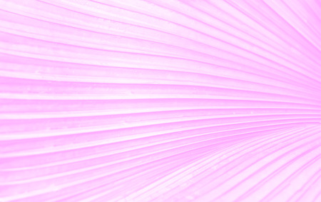 Green sugar palm leaf backgroundの写真素材