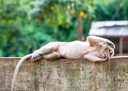 Close up monkey sleeping on the concrete fenceの写真素材
