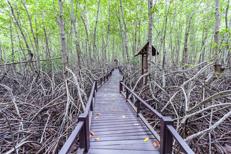 Wooden bridge the forest mangrove at Petchaburi, Thailandの写真素材