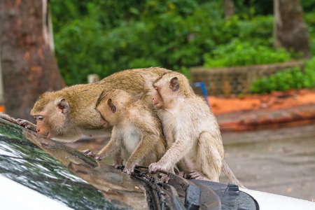 Portrait of family monkey playing on white carの写真素材