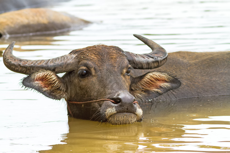 The black local buffalo hides in water from a heat on natural light