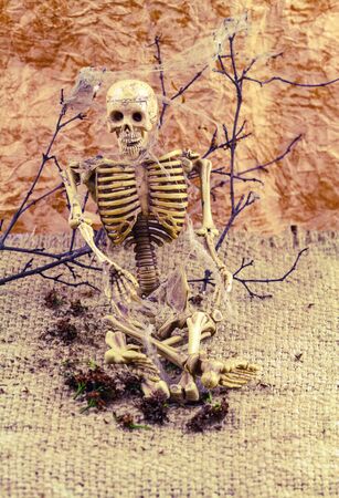 Still  life concept human body bone and  old cobweb on dry branches and flower of moke.の写真素材