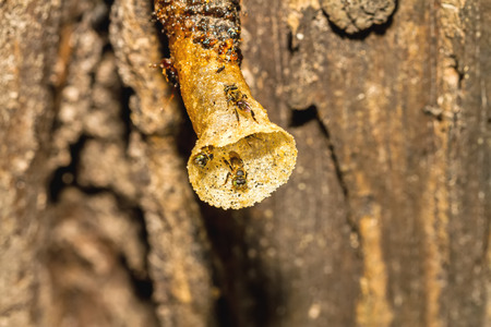 Close up black Stingless bee on nest