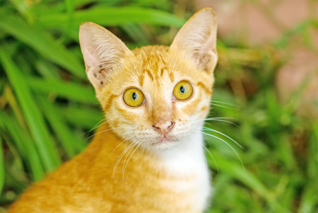Multi-colored cat and yellow stripes with yellow eyes Striped not purebred kitten. Small predator. Small cat sit on floorの写真素材