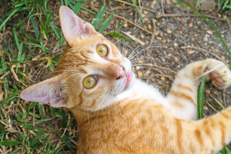 Multi-colored cat and yellow stripes with yellow eyes Striped not purebred kitten. Small predator. Small cat lonely on  floor , soft focusの写真素材