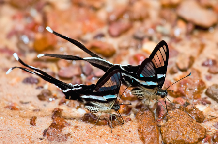 Close up couple beautiful butterfly green dragontail , Lamproptera meges Zinken-Sommer on rock in riverの写真素材