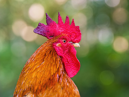 Close up face of  Rooster ,Red junglefowl Gallus gallus,Bantam on natural light and bokehの写真素材