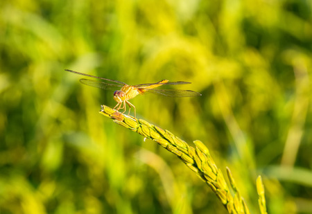 Macro of dragonflyCrocothemis servilia, Eastern Scarlet Darter, Greater Red Skimmer  on green rice fieldの写真素材
