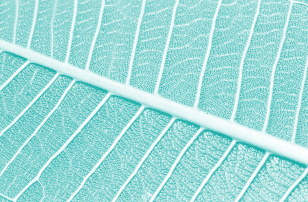 Abstract green leaf texture for background Frangipani, Plumeria, Temple treeの写真素材