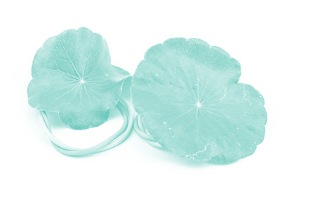Green Asiatic Pennywort Centella asiatica  on white background