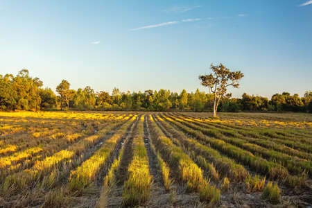 Row of stubble rice fields on twilight