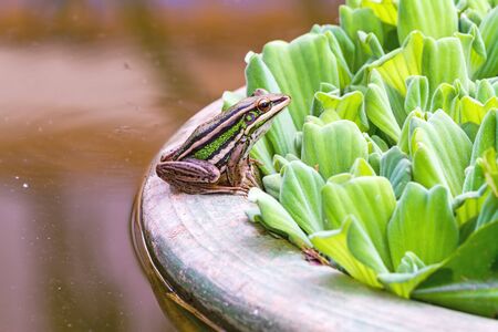 A green tree frog sitting on a tub and Water lettuce