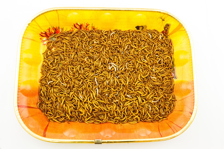 Close up mealworm feed for animals in orange tray isolate on white backgroundの写真素材
