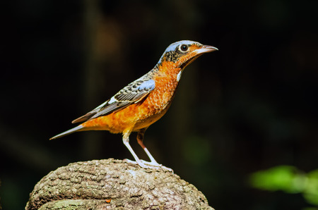 Beautiful of bird White-throated Rock Thrush  sing asong on branch in Khao Yai national park...