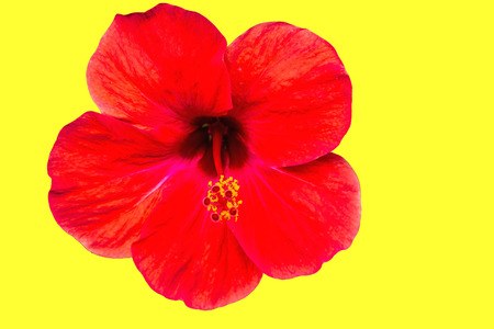 Macro of red China Rose flower Chinese hibiscus, Hibiscus rosa-sinensis , Hawaiian hibiscus , shoe...