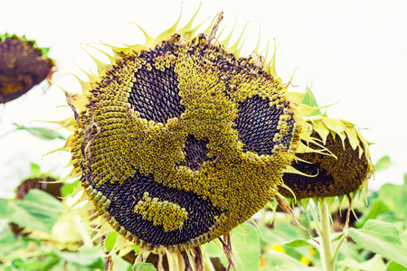 scary sunflower on Halloween dayの写真素材