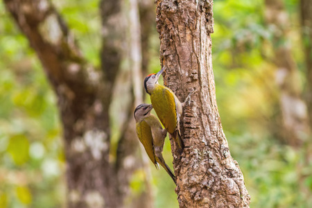 Beautiful male and female Laced WoodpeckerPicus vittatus drilling pines for food at Nam Nao national park ,Thailandの写真素材