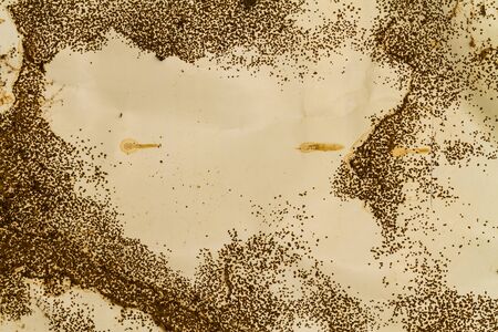 Termite nest on a sheet of paper