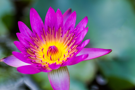 Close up of pink water lilyの写真素材