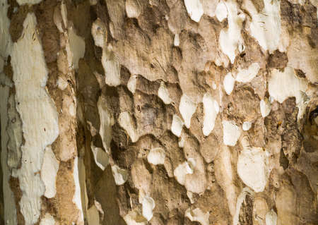 Brown and white wooden texture backgroundの写真素材