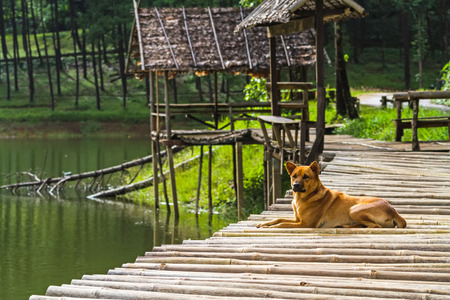 Lonely dog at bamboo Raft in Pang- Oung Lake park ,Mae Hong Son province,Thailandの写真素材