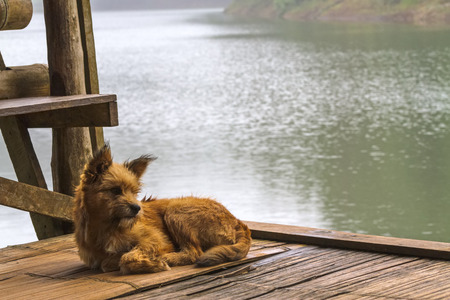 Lonely dog at bamboo Raft in Pang- Oung Lake park ,Mae Hong Son province,Thailandの写真素材