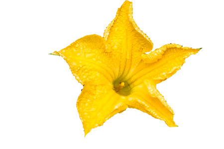 Close up Loofah luffa gourd yellow flower and rainy drop on white background.Saved with clipping path.の写真素材