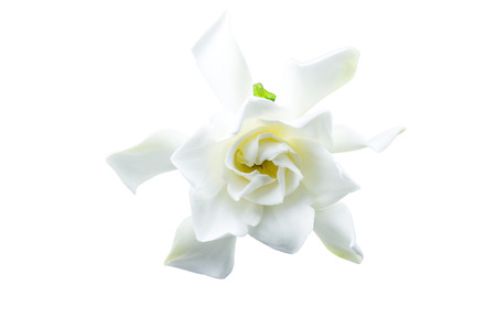 White gardenia (jasminoides,Gardenia jasmine) isolated on white.Saved with  clipping pathの写真素材
