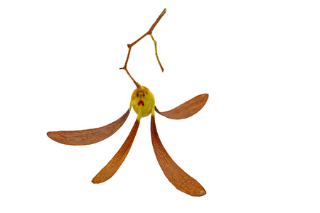 Close up sadly face of seeds Tree (Dipterocarpus intricatus , Dipterocarpus obtusifolius Teijsm ) isolated on white background.の写真素材