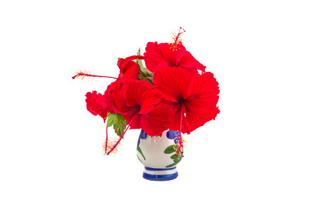 Red China Rose flower (Chinese hibiscus flower, Hibiscus rosa-sinensis flower , Hawaiian hibiscus flower , shoe flower ) in vase on white background.の写真素材