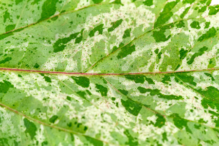Close up pink  and green color leaf pattern of China Rose leaf (Chinese hibiscus leaf, Hibiscus...