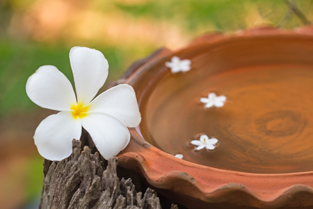 White Plumeria spp. (frangipani flowers, Frangipani, Pagoda tree or Temple tree) and Moke flower (Wrightia religiosa Benth) on bath touch-in  spa concept,selective focusの写真素材