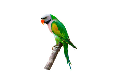 Beautiful parrot bird on branch isolated on white background.の写真素材