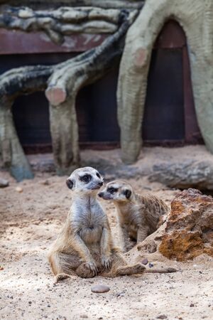 Lovely meerkat playing on sandの写真素材