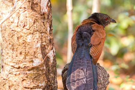 Beautiful bird Lesser coucal or crow pheasant (Centropus sinensis)  on branch in Doi Inthanon Natural Park, Chiangmai ,Thailandの写真素材