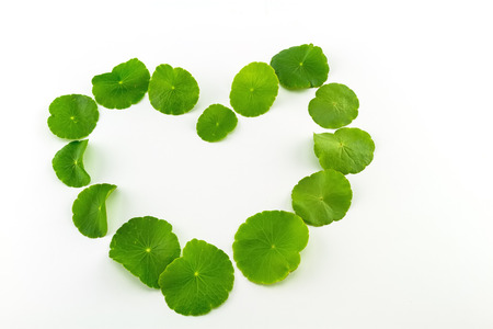 Heart shape of green Asiatic Pennywort (Centella asiatica , Hydrocotyle umbellata L or Water pennywort ) on white backgroundの写真素材