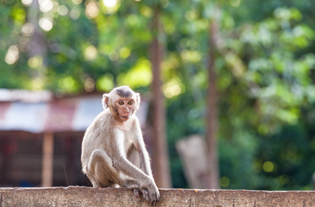 Portrait of young monkey be inattentive  and sitting at the concrete fenceの写真素材