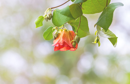 Beautiful of Hibiscus tiliaceus flower on natural light and light bokeh background in mangrove forest of Thailand.の写真素材