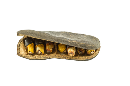 Close up seeds tree(Afzelia xylocarpa) isolated on white background. Saved with clipping path.の写真素材