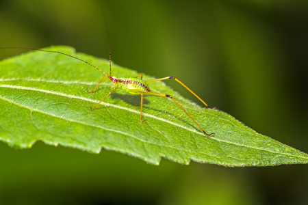 Macro of the small green Grasshopper stand on green leave,soft focusの写真素材