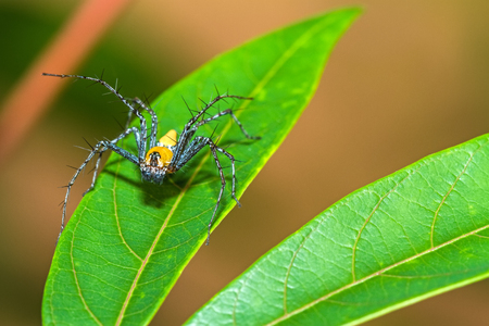 Lynx Spider, Yellow body and black legs ambush small insects as food on green leafの写真素材