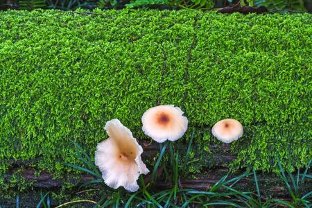 Mushroom family on the mossy ground in autumnの写真素材