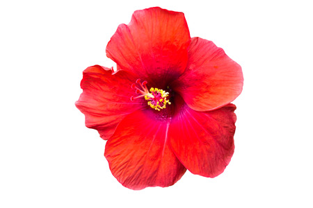 Macro of red China Rose flower (Chinese hibiscus, Hibiscus rosa-sinensis , Hawaiian hibiscus , shoe flower ) on natural lightの写真素材