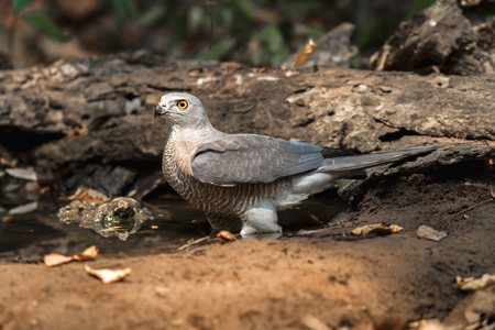 Beautiful bird Shikra ( Accipiter badius ) drink water  on pondの写真素材