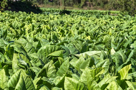 Tobacco farm in Thailandの写真素材