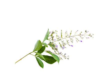 Close up white flower Vitex trifolia Linn or Indian Privet is herb in Thailand on white background.Saved with clipping path.の写真素材