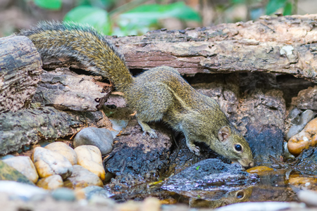 Beautiful of Menetes berdmorei (Indochinese ground squirrel, Berdmore's ground squirrel , Burmese Striped Squirrel , Tamiops mcclellandii) on tub in Doi Inthanon Natural Park, Chiangmai ,Thailandの写真素材