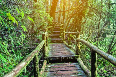 Wooden bridge in rain forest at Doi Inthanon National Park,Thailand.の写真素材