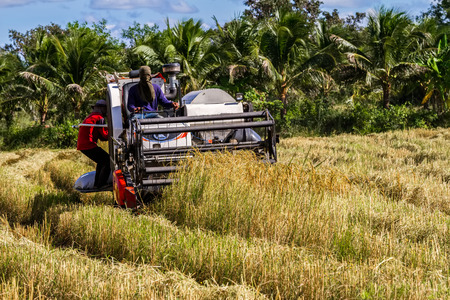 Harvester machine to harvest wheat field working. Combine harvester agriculture machine harvesting golden ripe wheat field in Thailandのeditorial素材