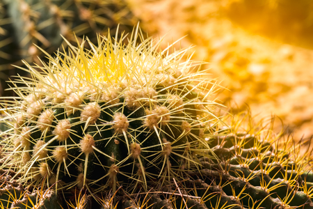 Close up golden barrel cactus in the gardenの写真素材